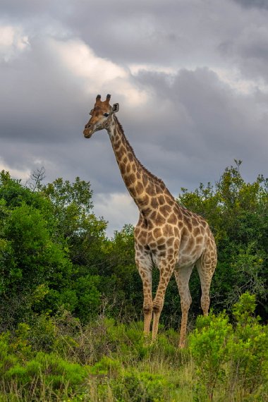 091 Port Elizabeth, Pumba Private Game Reserve, Zuid-Afrika.jpg